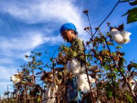 Leme, Sao Paulo, Brazil, May 10, 2005. woman working in a cotton field during the harvest.