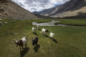 On the way goat to Pangong Tso Lake